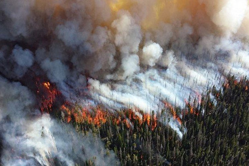 Площадь лесных пожаров в Сибири сокращается